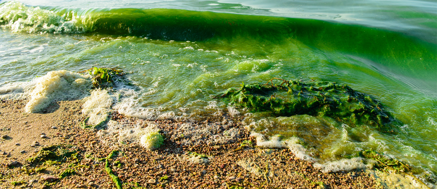 Great Lakes Freshwater Symposium: The Impact of Phosphorus Rules on Local Water